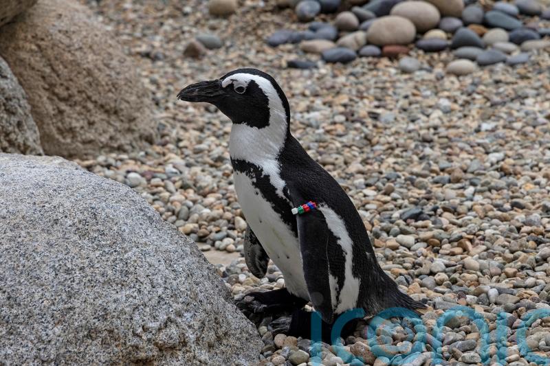 San Diego Zoo penguin fitted with orthopaedic footwear