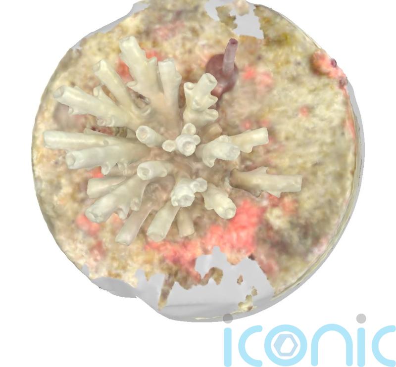 Researchers use latest dental scanning technology to study young coral