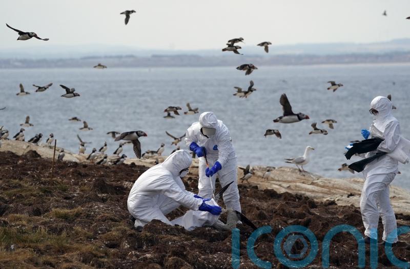 Rare wild birds among many species hit by ‘unprecedented’ avian flu outbreak