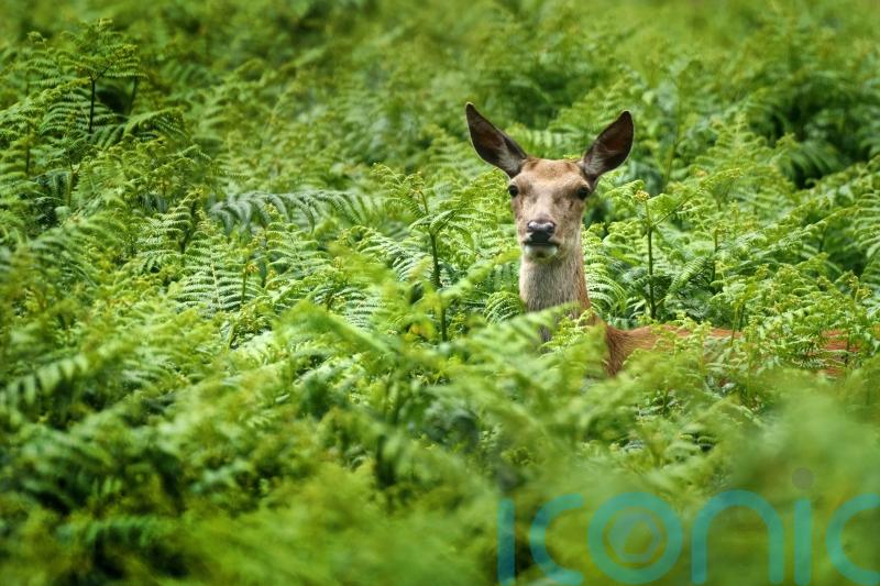 Young deer could starve if mothers shot in controversial cull, gamekeepers warn