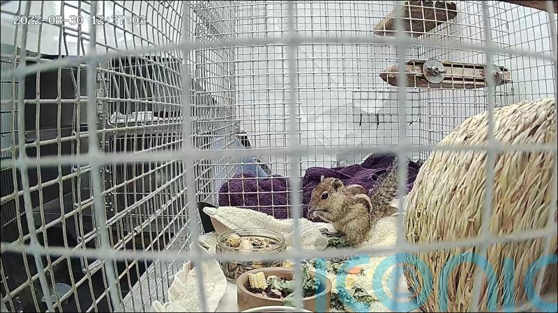 Stowaway squirrel Zippy in captivity after travelling from India to Scotland