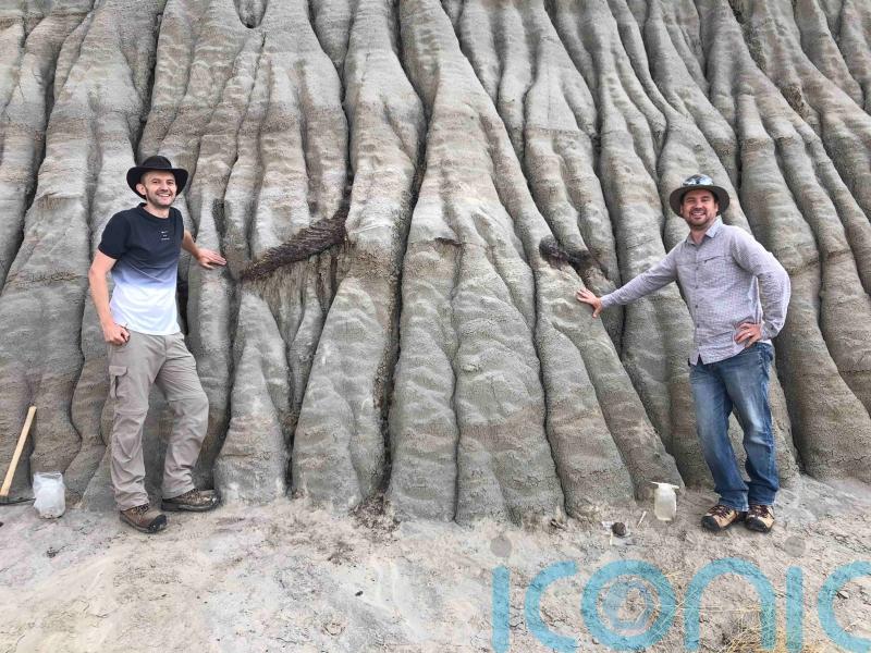 Fossil could be rare complete dinosaur skeleton