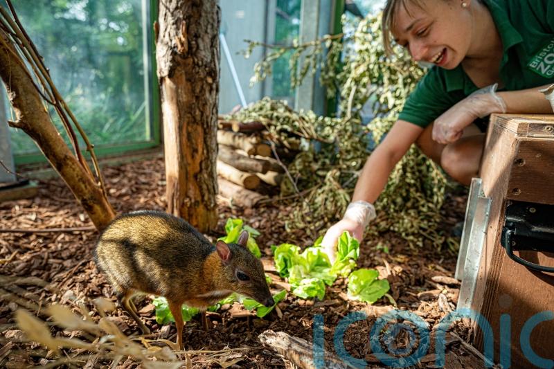 Staff at Bristol Zoo bid a fond farewell to Clifton site