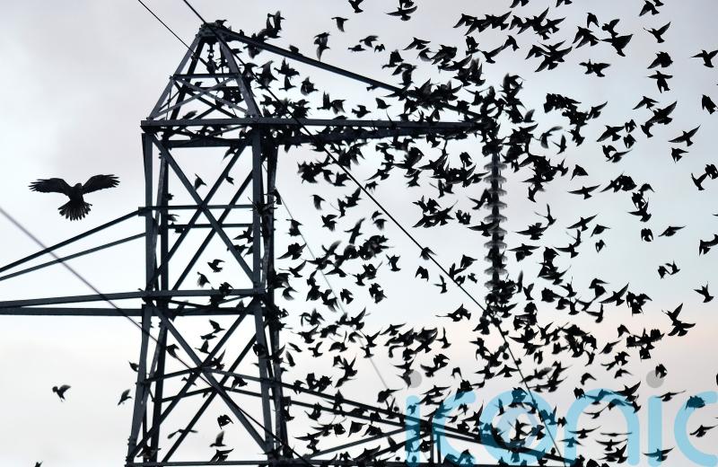 Ofgem executive given role of keeping the lights on over winter