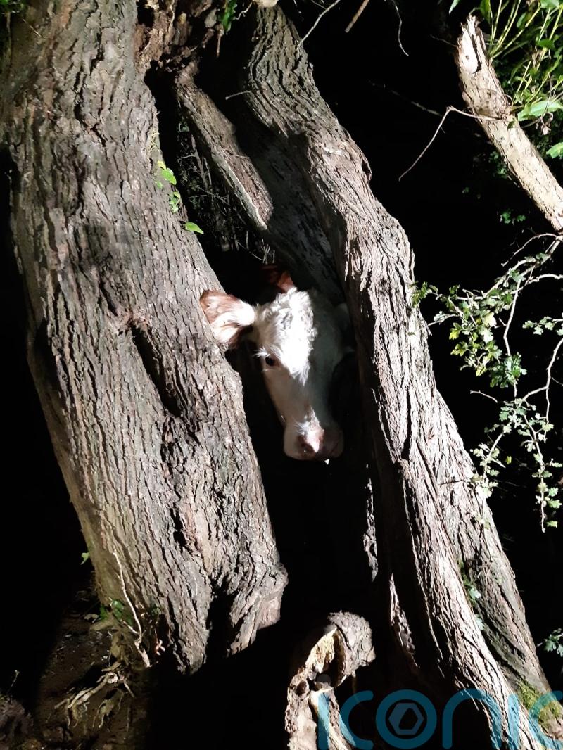 Firefighters free cow’s head from tree after ‘udderly ridiculous’ incident