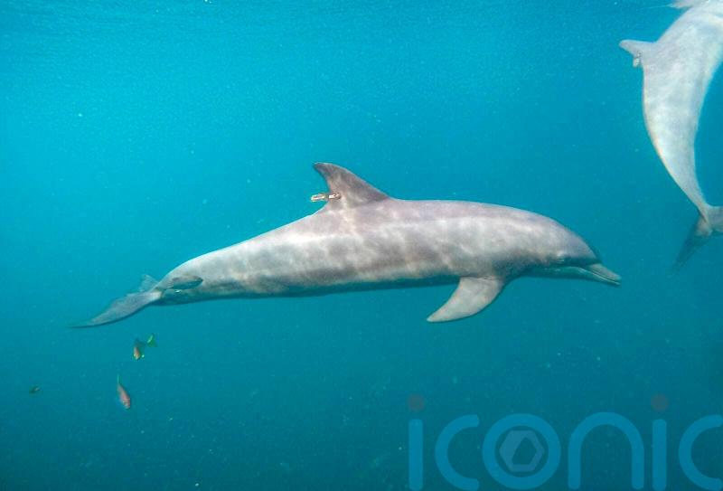 Rescued dolphins swim free from rehabilitation centre in Indonesia