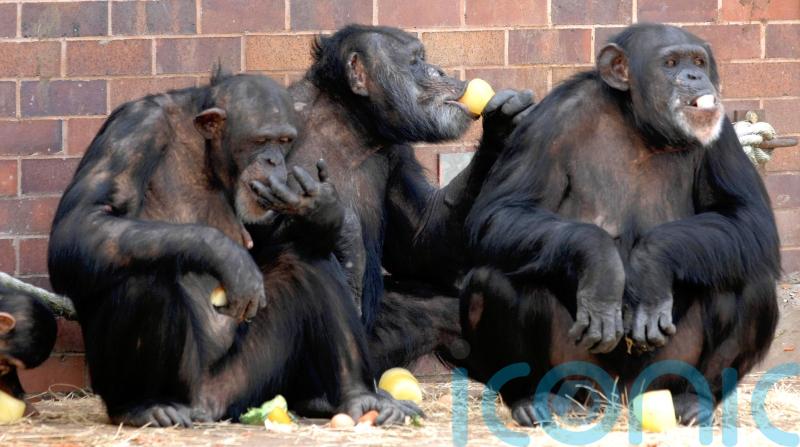 Primate behaviour changed as zoos closed for pandemic, study suggests