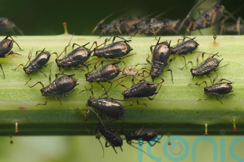 How have garden insects fared this summer?