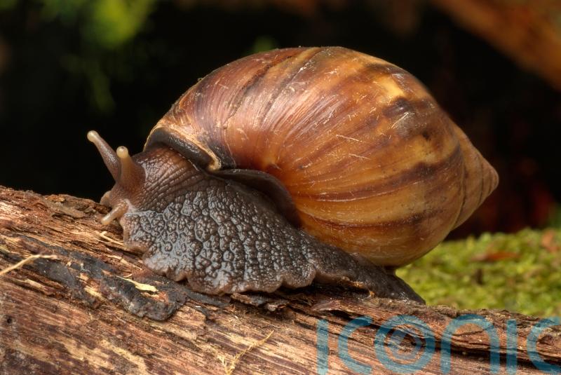 Trail of slime leads German customs officials to bags of giant snails