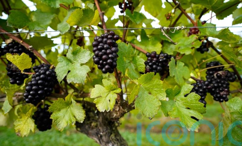 Former chief executive returns as adviser to troubled Naked Wines