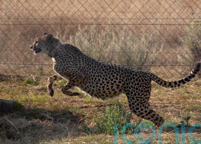 Cheetahs to be flown to India in attempt at reintroduction after 70 years