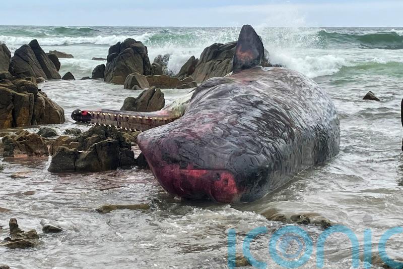 14 dead sperm whales found beached on Australian island