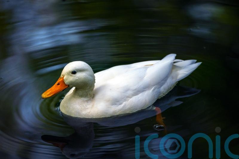 Woman charged after 80 ducks killed by dogs