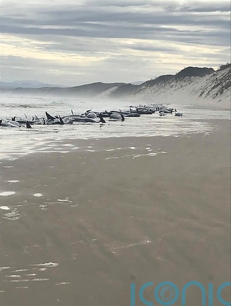 Rescue efforts under way as 230 whales beached in Tasmania