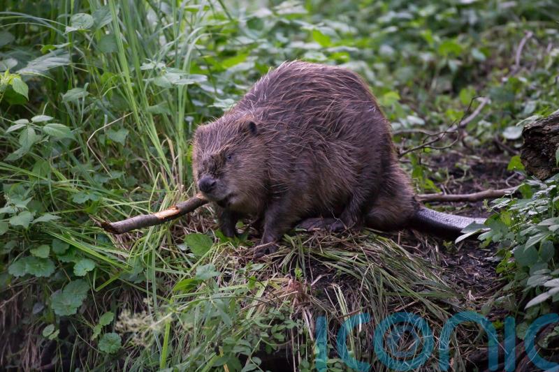 Strategy to expand Scotland’s beaver population developed