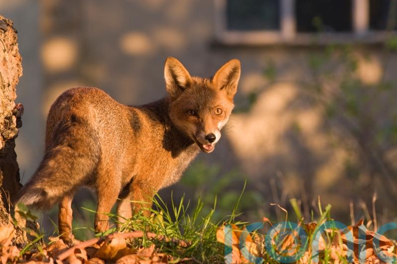 Rewilding in cities can tackle climate-driven heatwaves and floods – ZSL