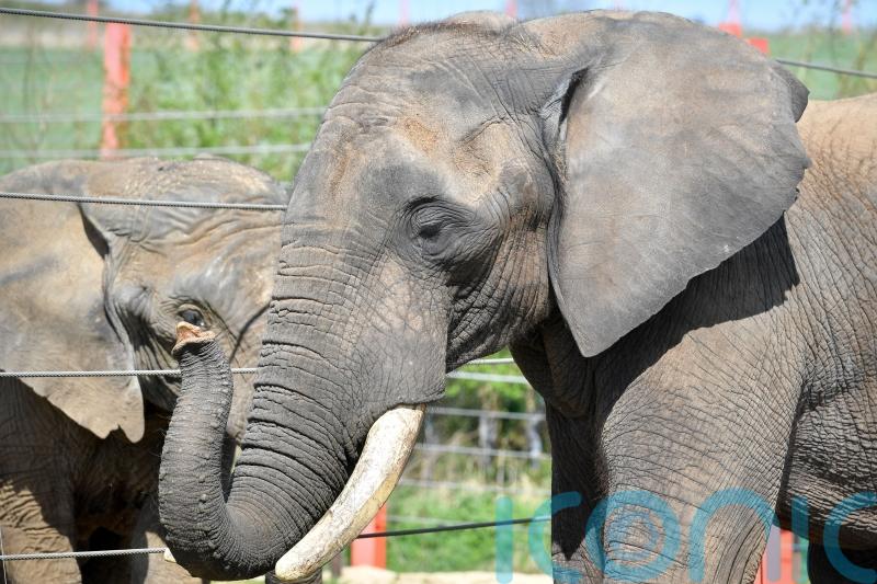 ‘Hundreds’ of ivory items remain on sale in UK despite near total ban – charity