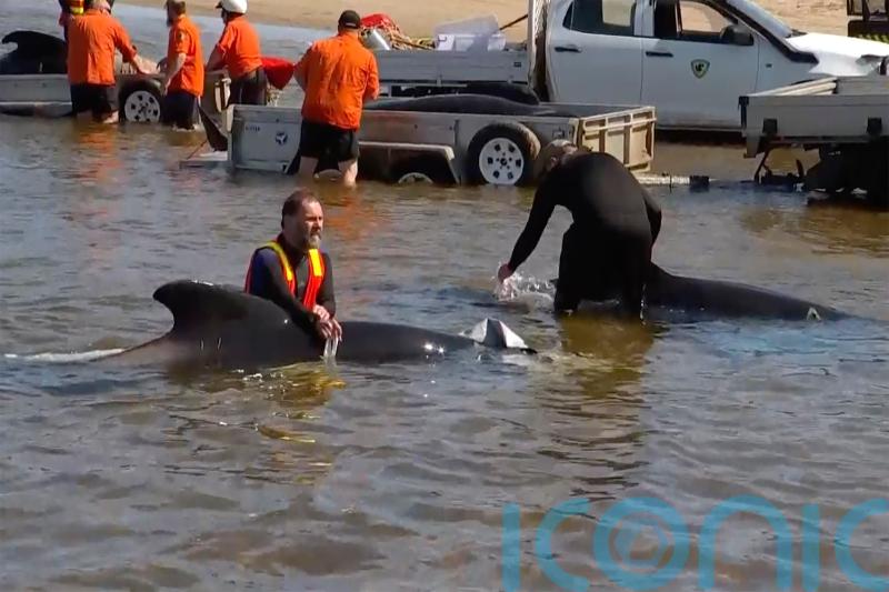 32 pilot whales rescued out of 230 stranded on Australian coast