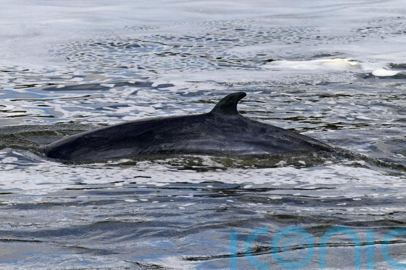 Study sheds light on why whales do not get brain damage when they swim