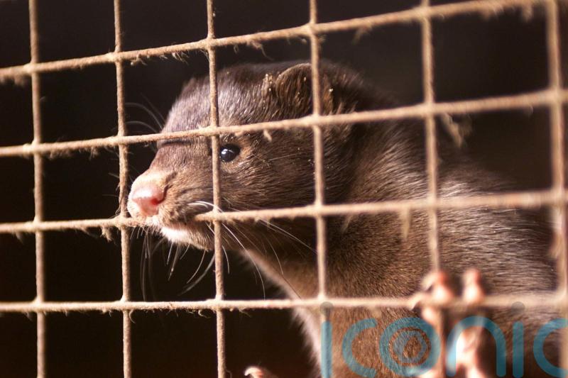 Denmark to allow mink breeding to resume next year