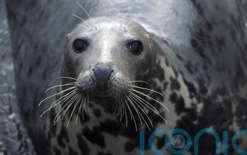 Seal ‘surrenders’ at US police station after avoiding capture in pond