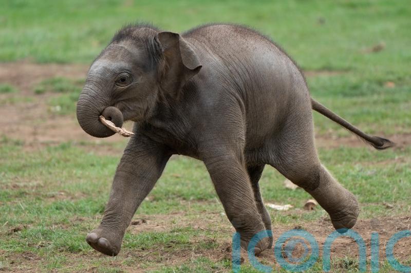 Baby Asian elephant named Thai word for Queen in honour of the late monarch