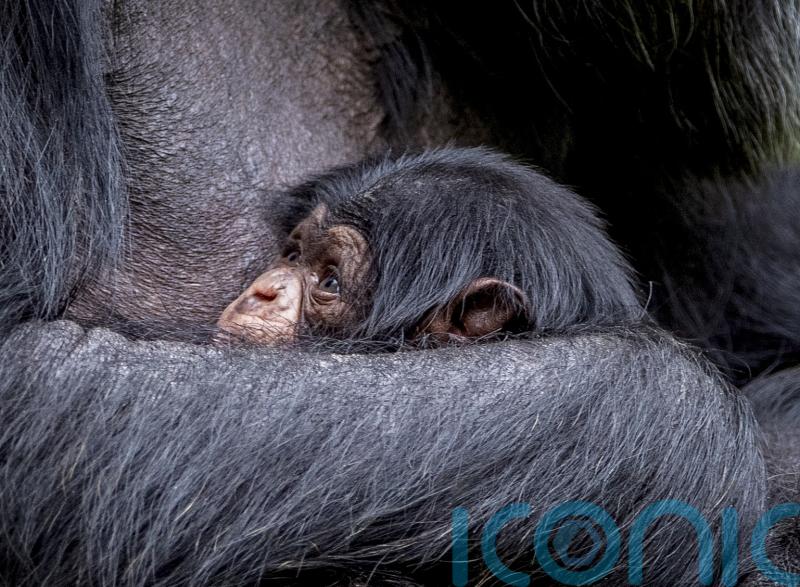 Family ties give animals reasons to help or harm as they age, research suggests