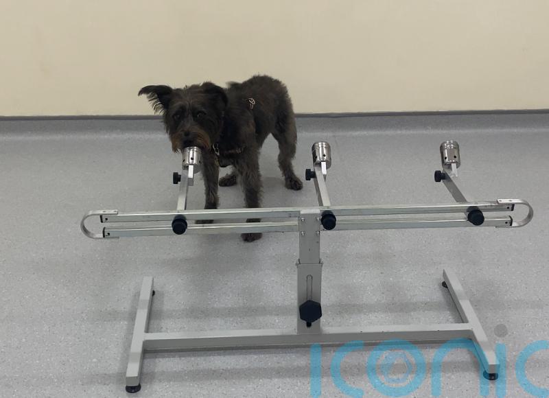 Dogs can sniff out the scent of stress, new study suggests