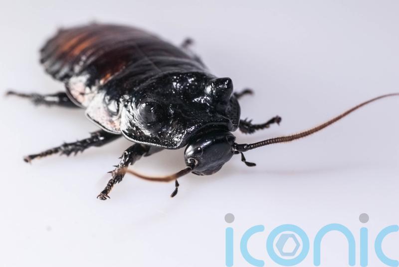 Researchers develop new technology to kill cockroaches
