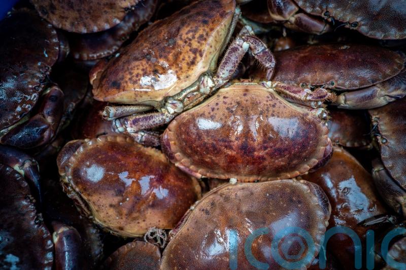 Crab deaths more likely caused by industrial toxins than algal bloom – study