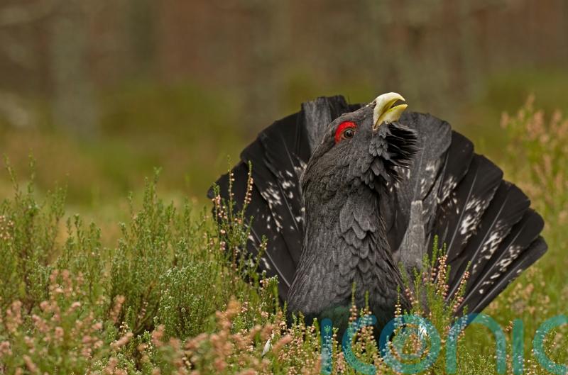 Capercaillie numbers fall to critically low numbers, survey finds