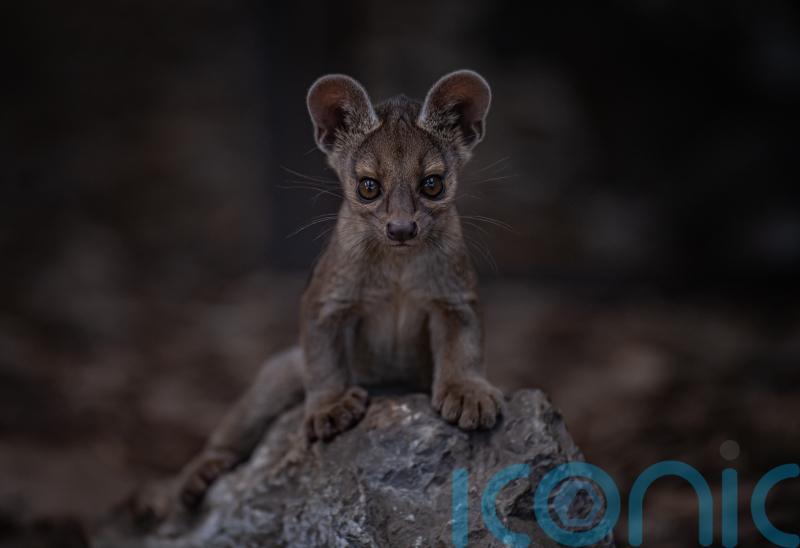 Zoo shares rare sighting of first fossa pups to be born in its 91-year history