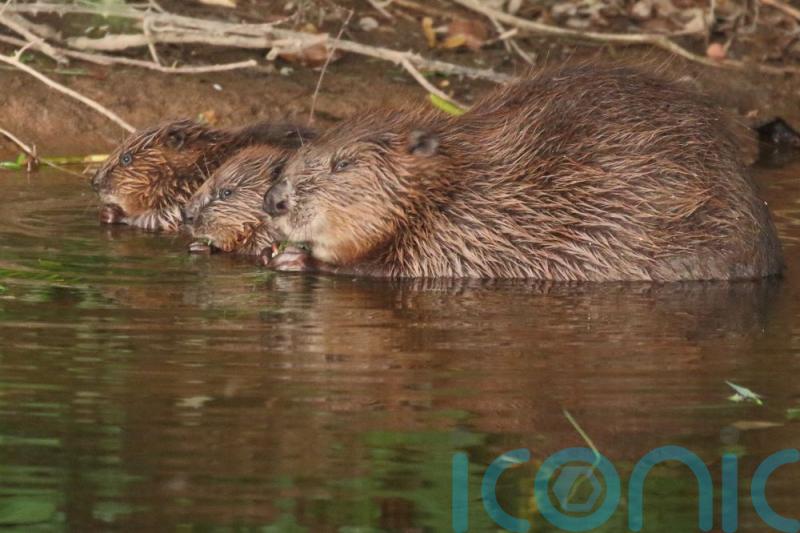Lead the way on beaver reintroduction, Government told