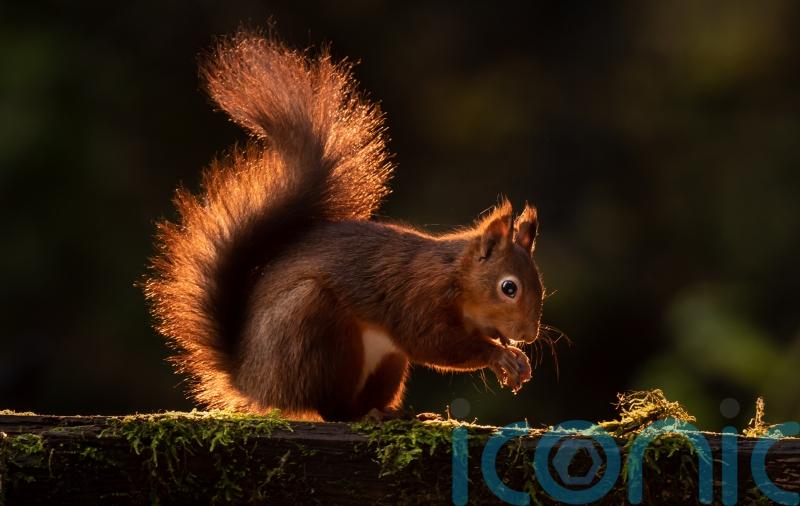 Scots urged to help ‘iconic’ species by being squirrel spotters