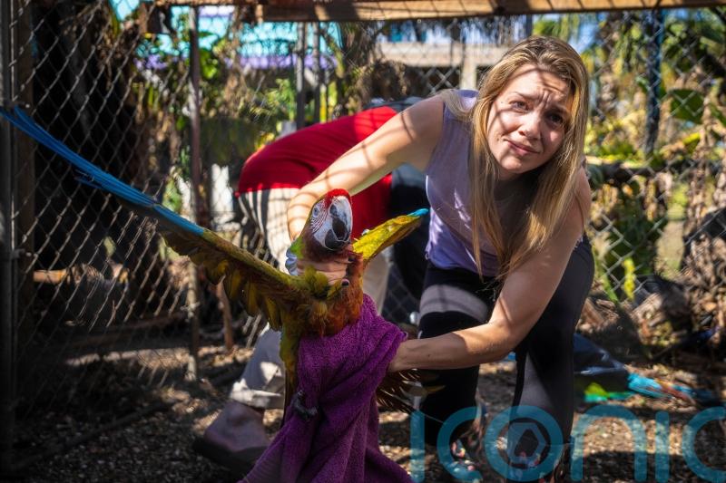 Rescuers flock together to save 275 parrots stranded by hurricane