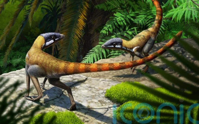 Fossilised cat-sized reptile found in Scotland was ‘early relative of pterosaurs’