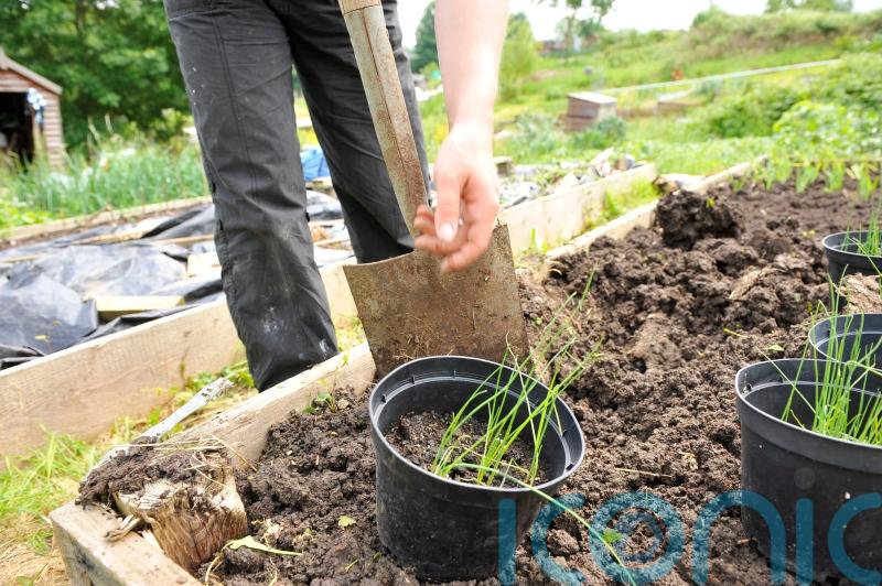Ministers must respond to growing demand for allotments, MSPs say