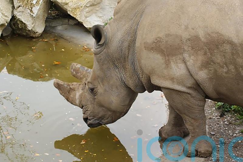 Zookeepers mourn death of 36-year-old white rhinoceros