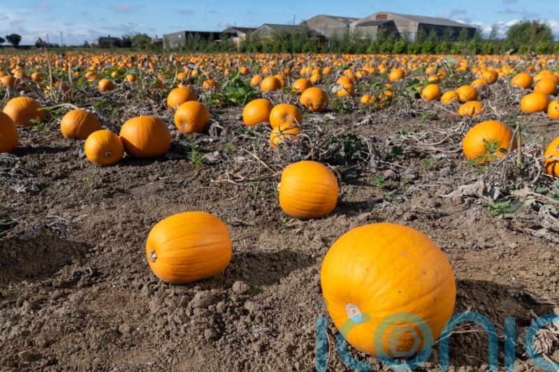Pumpkin grower says there is ‘full availability’ despite summer heatwave