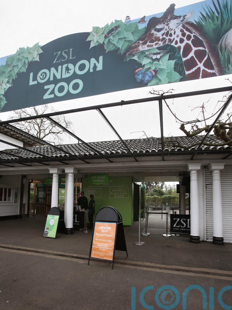 London Zoo reveals five animal escape attempts in four years