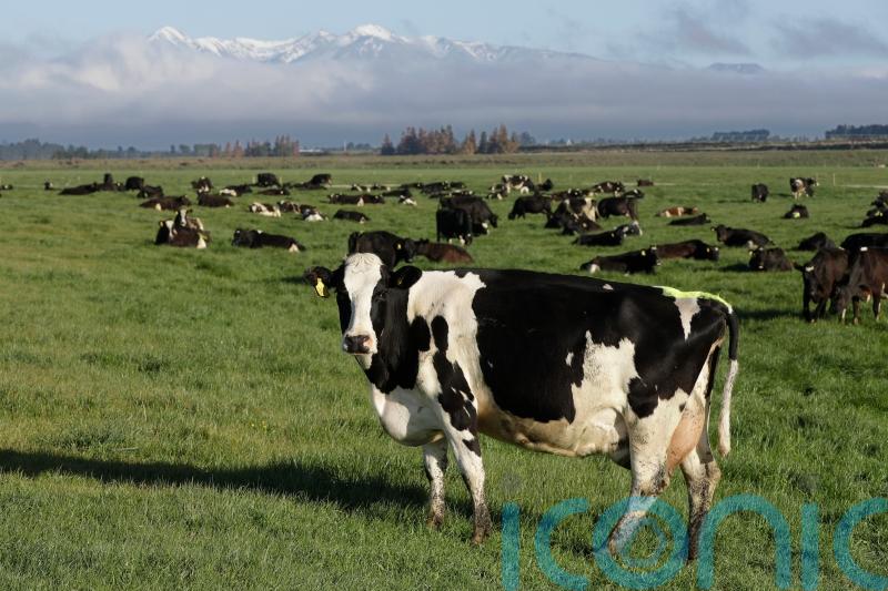 New Zealand proposes taxing cow burps as part of plan to tackle climate change