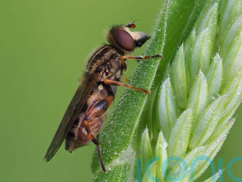 Hoverflies vital for pollinating crops are under threat in Europe, say experts