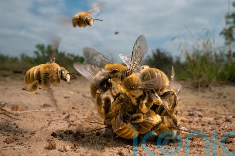 Winning images in the Wildlife Photographer of the Year competition revealed