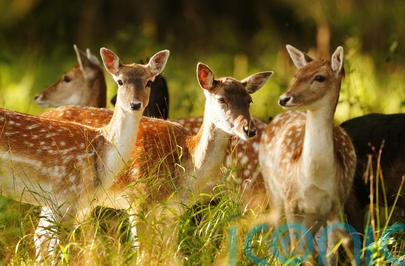 Call for citizen scientists to help record mammal activity in the UK