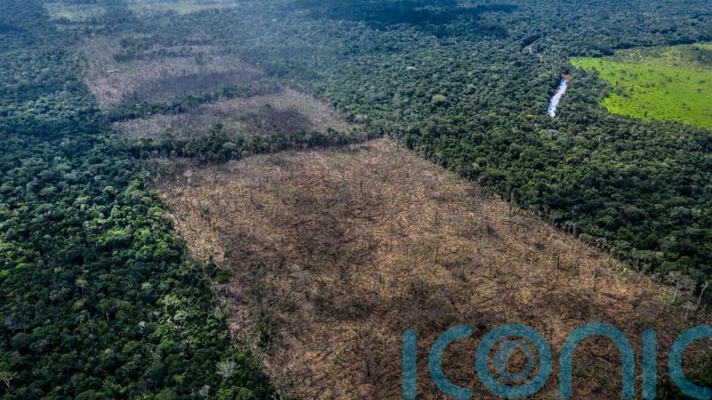 UK &lsquo;complicit&rsquo; in Amazon destruction, campaigners warn