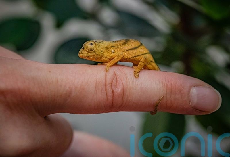Chester Zoo celebrates ‘first breeding’ of rare chameleon in the UK