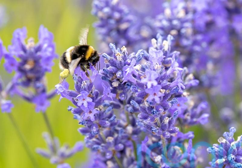 Slater announces £2.9m funding to tackle ‘nature emergency’
