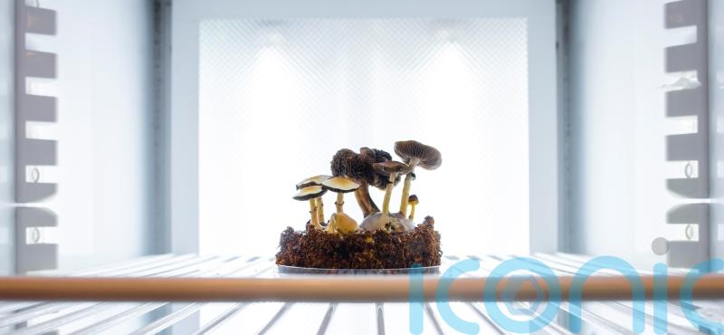 Scientists to examine how mushrooms become magic