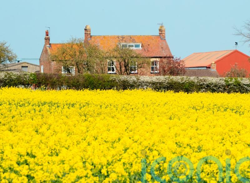 Common weed killer ‘linked to inflammation of the gut’