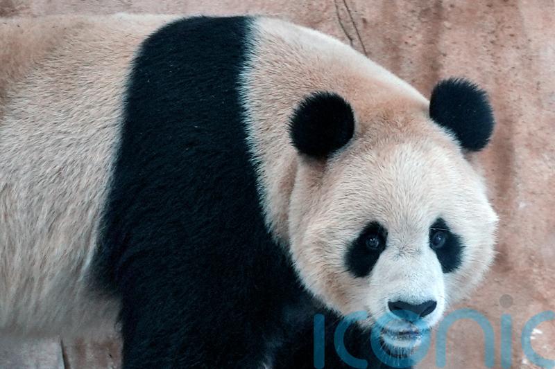 Pandas sent by China arrive in Qatar ahead of World Cup